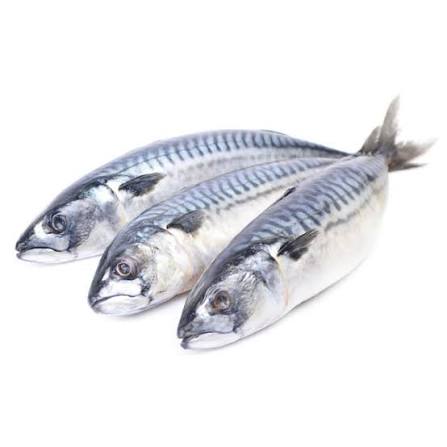 20 kg Spain Mackerel 300-600 g WR