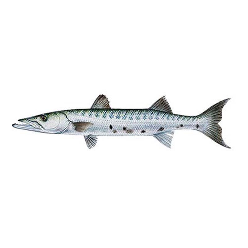 Barracuda 2000/3000 10 kg