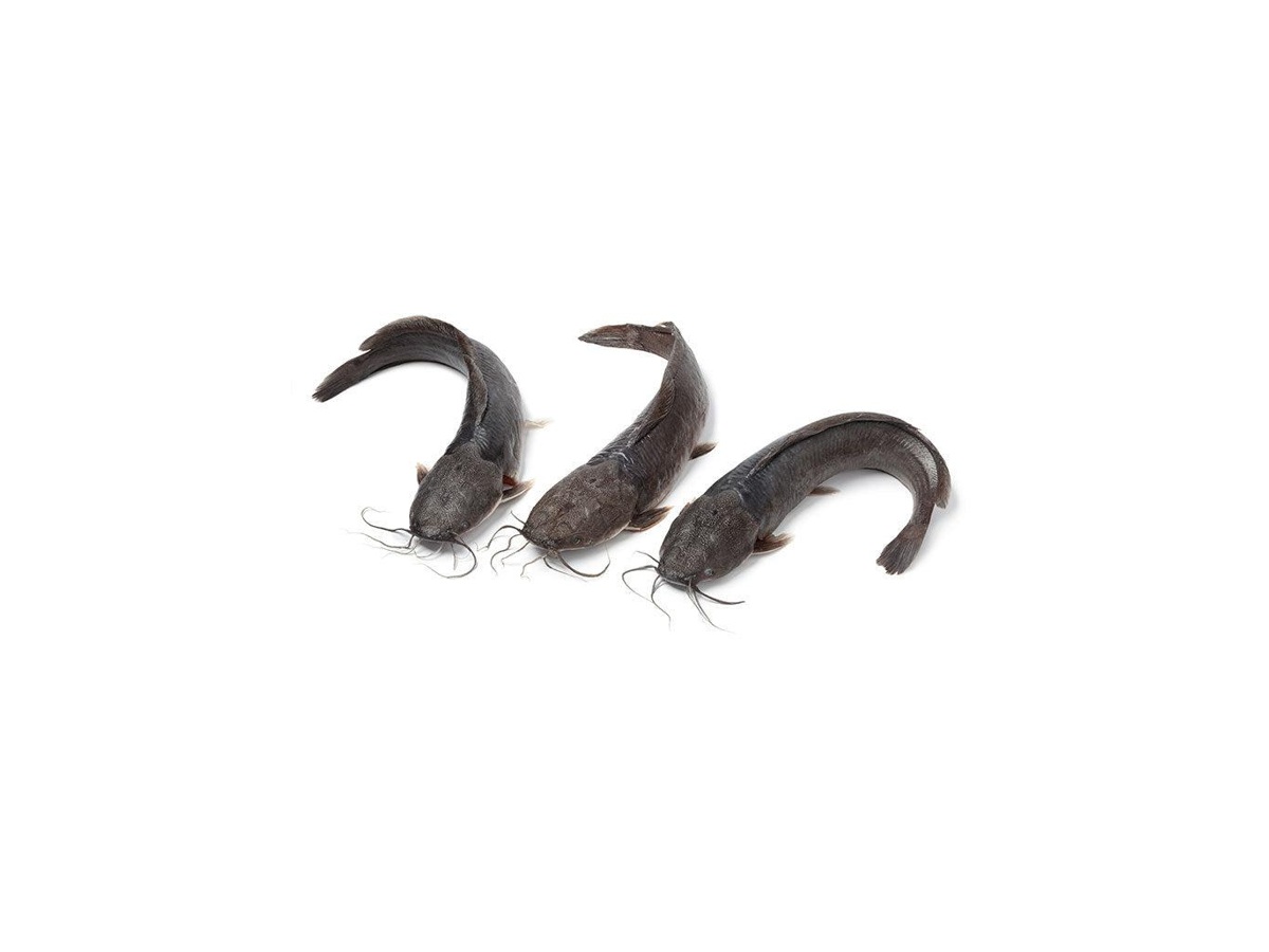 Catfish 3/5 VN 2×2 kg