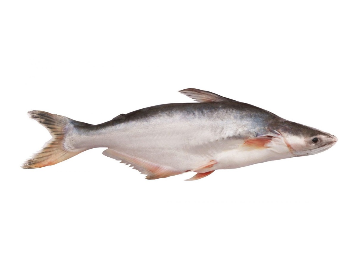 Pangash Whole 10 kg