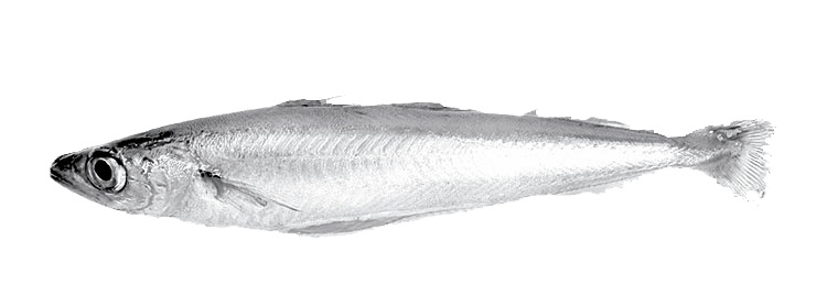 XL Whole Blue Whiting 25 kg approx