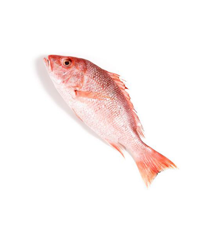 3 kg Clean Snapper