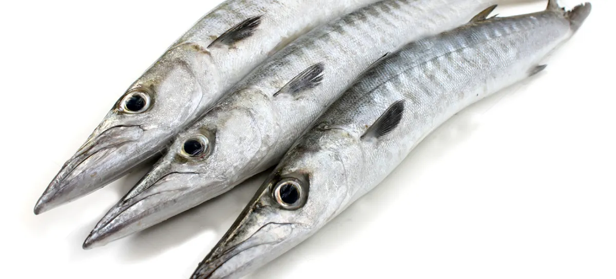Small Barracuda 500/800