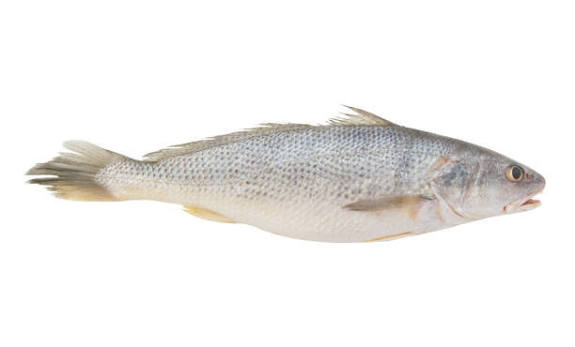 Argentina Yellow Croaker 2×3 kg