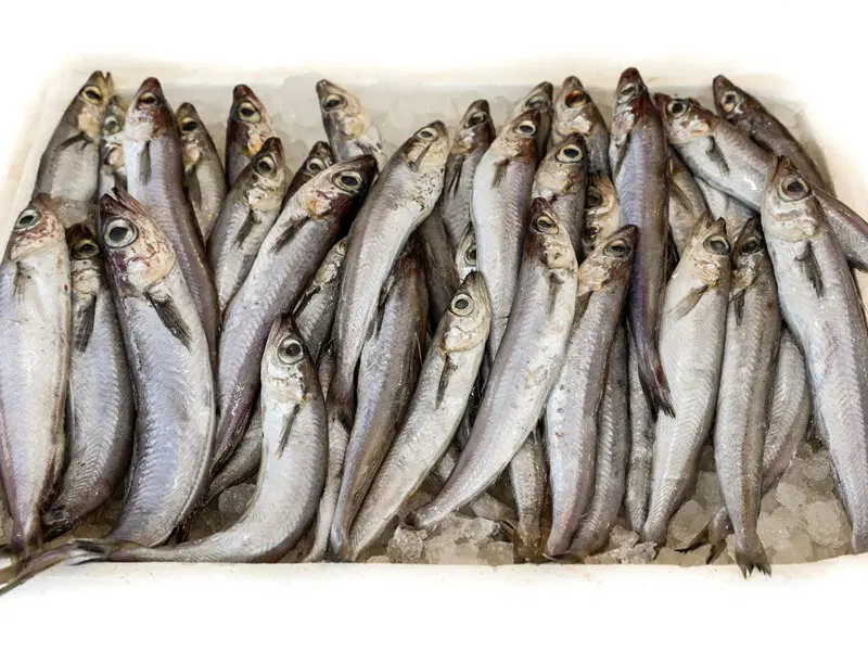 Blue Whiting WR 10-15 24 kg approx