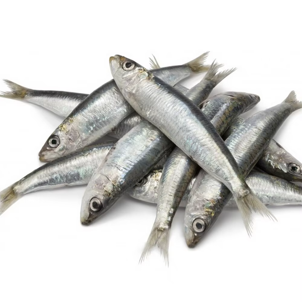 Sardine 20 kg Bulk