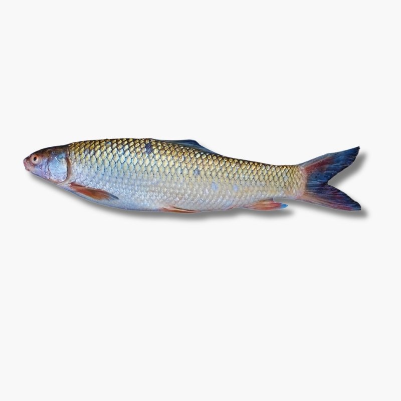 Mirgal Myanmar 4kg